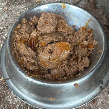 Süresi Geçmiş Kedi Konservelerinde Beyaz Parçalar Ve İade Talebi