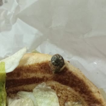 Burger King Batman Şubesinde Hamburgerde Salyangoz Ve Gıda Güvenliği Sorunu