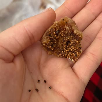 Kuru İncirde Kurumuş Böcekler Sağlık Ve Hijyen Endişesi Yaratıyor