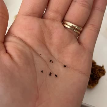 Kuru İncirde Kurumuş Böcekler Sağlık Ve Hijyen Endişesi Yaratıyor