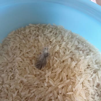 Yayla Pirinç Paketi İçinde Kuş Tüyüne Benzeyen Yabancı Cisim