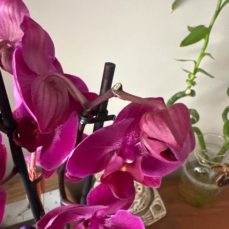 Gösterilen Görselle Uyuşmayan Solmuş Orkide Ve İade Talebi