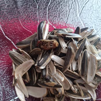 Çerezya Dakota Çekirdeği Paketi Açtığımda Ölü Böcek: Hijyen İhlali