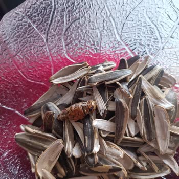 Çerezya Dakota Çekirdeği Paketi Açtığımda Ölü Böcek: Hijyen İhlali