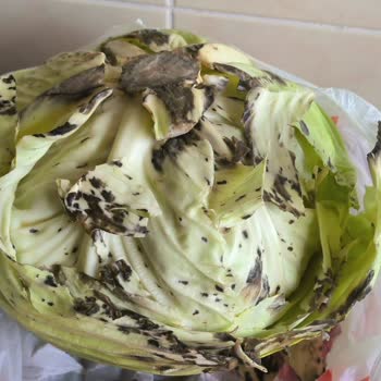 Migros Sanal Market'ten Çürük Lahana Teslimatı Ve Yetersiz İletişim