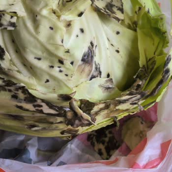 Migros Sanal Market'ten Çürük Lahana Teslimatı Ve Yetersiz İletişim