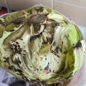 Migros Sanal Market'ten Çürük Lahana Teslimatı Ve Yetersiz İletişim