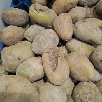 Ağva Hakmar’da Bozulmuş Sebzeler Satışta, Kalite Kontrolü Yok