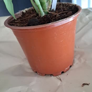 Yanıltıcı Ürün Görselleri Ve Düşük Kaliteli Saksı Nedeniyle Tam İade Talebi