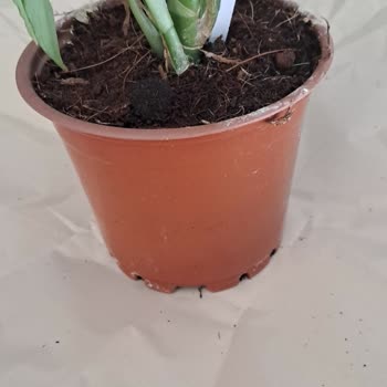 Yanıltıcı Ürün Görselleri Ve Düşük Kaliteli Saksı Nedeniyle Tam İade Talebi