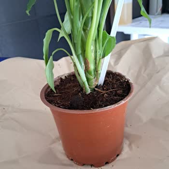 Yanıltıcı Ürün Görselleri Ve Düşük Kaliteli Saksı Nedeniyle Tam İade Talebi