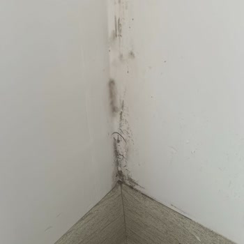 Zorla Teslim Edilen Kalitesiz Dairelerde Küf Ve Tapu Sorunları