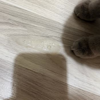 Parazit Aşısı Sonrası Kedimin Zehirlenmesi Ve Veterinerin Sorumluluk Reddi