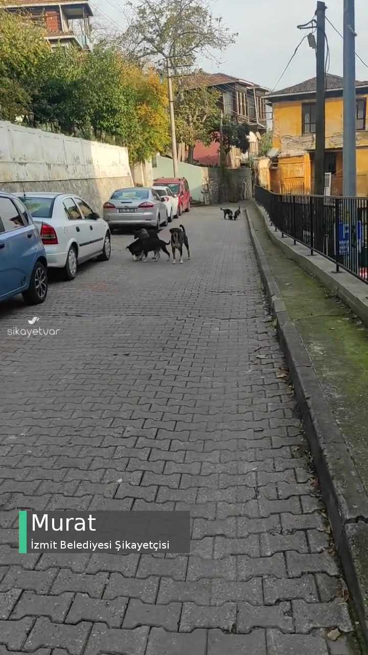 İzmit Belediyesi Başıboş Sokak Köpekleri! videonun kapak resmi