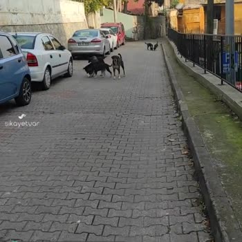 İzmit Belediyesi Başıboş Sokak Köpekleri!