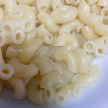 Pastavilla Elbow Makarnasından Kurtçuk Çıktı Gıda Güvenliği Endişesi