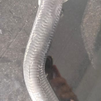 Viessmann Kombimde Hortum Yırtılması Ve Su Sızıntısı: Garanti Sonrası Hayal Kırıklığı