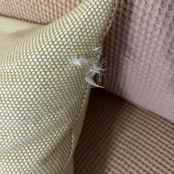 Uyarı Olmadan Ördek Tüyü İçeren Kırlentler Koltuğu Deldi