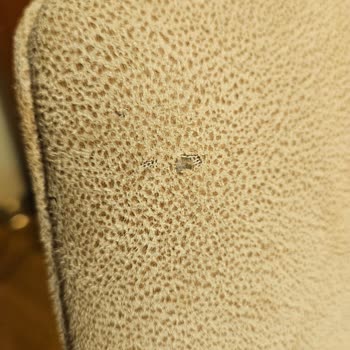 Elegant Sandalyelerde Hızlı Kumaş Bozulması Ve Tepe Home’un Garanti İhlali