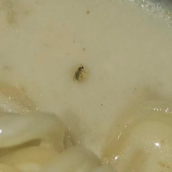 İndomie Noodle’da Sinek Bulunması Sağlık Ve Hijyen Endişesi Yarattı