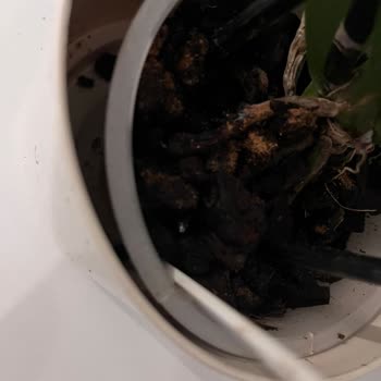 Aşırı Sulamadan Köksüz Mor Orkide Teslim Edildi, Ücretsiz Değişim Talebim