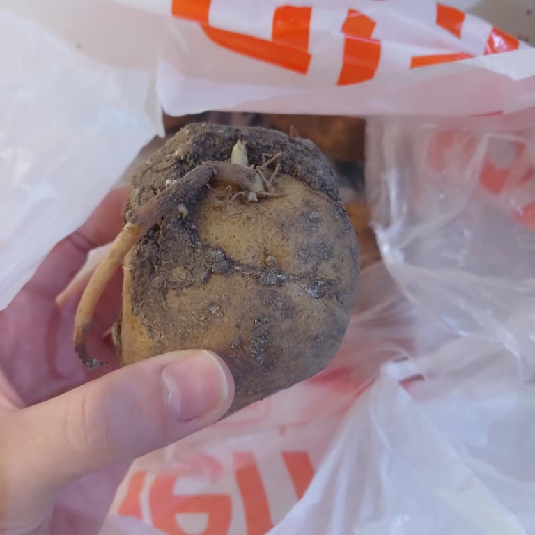 Migros Filizlenmiş ve Çürük Patatesler Gıda Güvenliğini Tehlikeye Atıyor