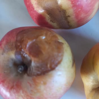 Migros Online Çürük Elma Teslimatı Ve İade İsteği