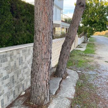 Fırtına Sonrası Çam Ağaçları Evime Tehlike Oluşturuyor Acil Kesim Gerekiyor