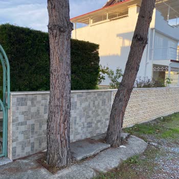 Fırtına Sonrası Çam Ağaçları Evime Tehlike Oluşturuyor Acil Kesim Gerekiyor