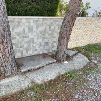 Fırtına Sonrası Çam Ağaçları Evime Tehlike Oluşturuyor Acil Kesim Gerekiyor