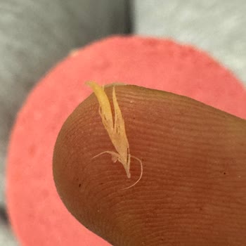 Satın Alınan Piliç Salamında Tüy Çıktı, Tüketiciler Kustular