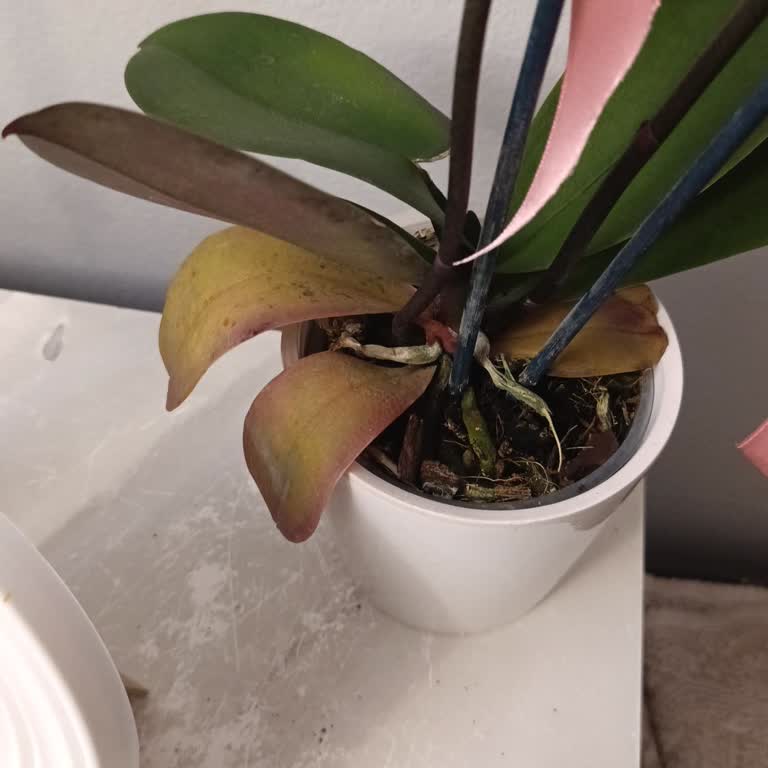 Çiçek Sepeti'nden Gelen Çiçekler Bir Hafta İçinde Soldu Ve Müşteri Hizmetine Ulaşılamadı