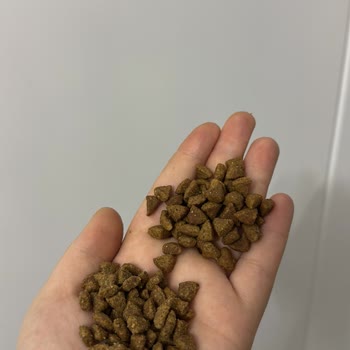 Açık Paket Nedeniyle Reddedilen İade Talebi Ve Ayıplı Köpek Maması Şikayeti