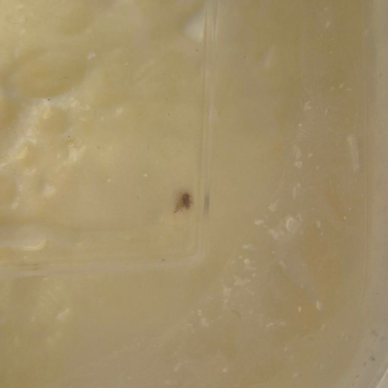 A101 Beylikdüzü Şubesinde Satın Alınan Birşah Tava Yoğurdunda Sinek Bulunması