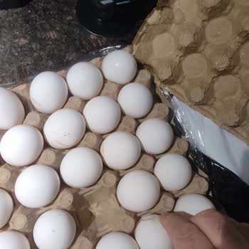 Yumurta Kalitesi ve Mağaza Hizmetleri Şikayeti