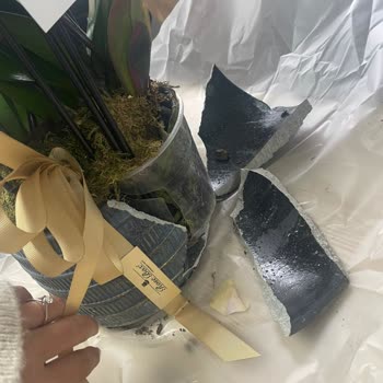 Rosebox Bakımsız Çiçek!