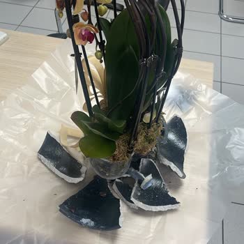 Rosebox Bakımsız Çiçek!