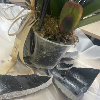 Rosebox Bakımsız Çiçek!