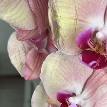 Kırık Ve Çürük Orkide, İade Reddi Ve Yardımsız Müşteri Hizmeti