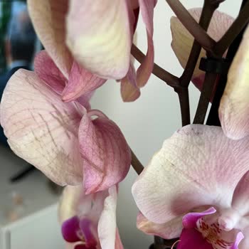 Kırık Ve Çürük Orkide, İade Reddi Ve Yardımsız Müşteri Hizmeti