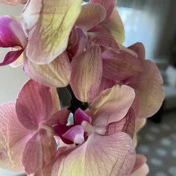 Kırık Ve Çürük Orkide, İade Reddi Ve Yardımsız Müşteri Hizmeti