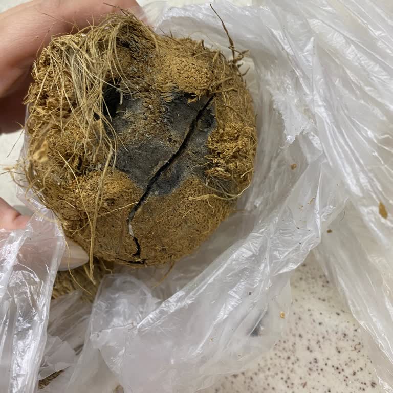 Bozuk Hindistan Cevizi İçin Ücret İadesi Talebi