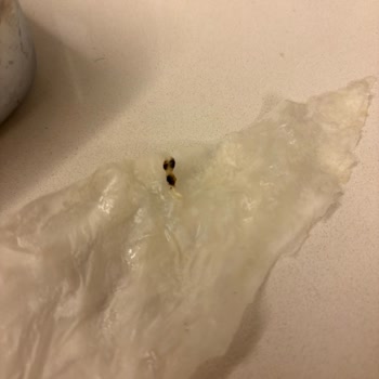 Güllaç İçinde Böcek Tespiti Ve İade Talebi