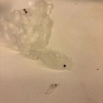 Güllaç İçinde Böcek Tespiti Ve İade Talebi