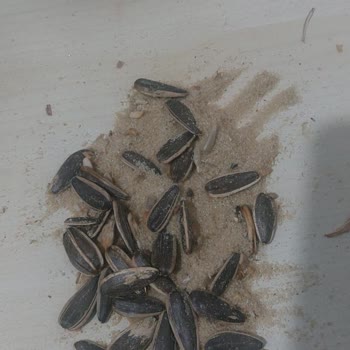 Çitlekçi Çekirdeğinde Aşırı Tuz Ve Düşük Kalite Nedeniyle İade Talebi