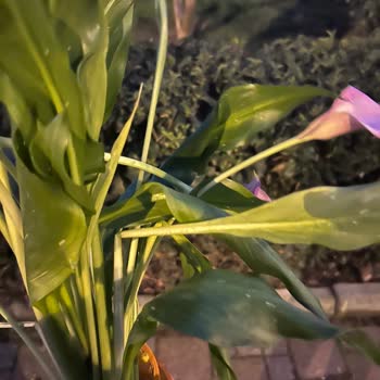 Geç Teslim Ve Kırık Çiçek, Önemli Buluşmayı Mahvetti