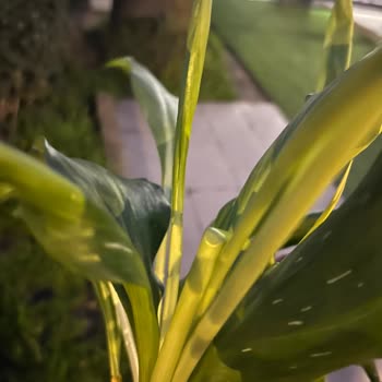 Geç Teslim Ve Kırık Çiçek, Önemli Buluşmayı Mahvetti