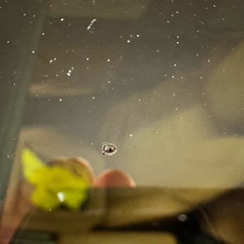 Serviste Sunroof Camına Kaynak Yanığı Ve Ücret Sorumluluğu Reddi