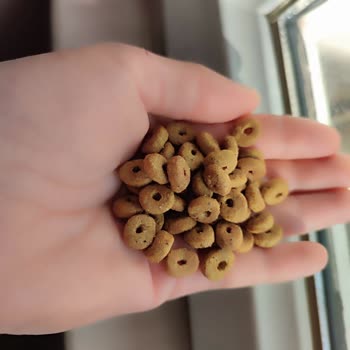 Rengi Ve Kokusu Farklı Gelen Royal Canin Mama Kediler Tarafından Reddedildi