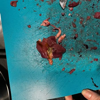 Bu Piliç Tavuk Ciğerinde İç Organlı Ve Patlamış Öd, Şirketin İlgisiz Yaklaşımı